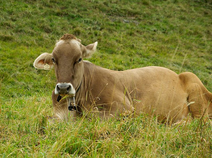 крава, разплод, едър рогат добитък, пасища, трева, животните, природата