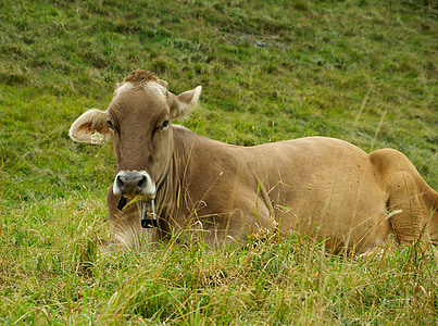 Kuh, Zucht, Rinder, Weide, Grass, Tier, Natur