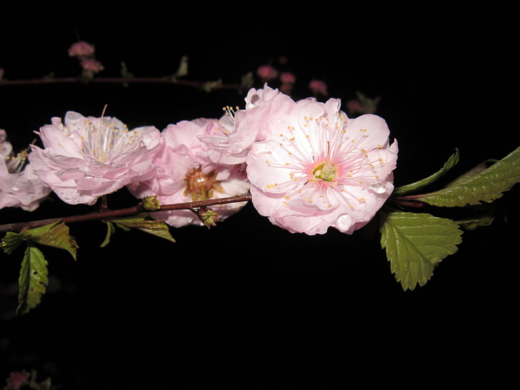 fleur de cerisier, branche de cerisier en fleurs, floraison de brindille, pluie, rosée, goutte d’eau, Wet
