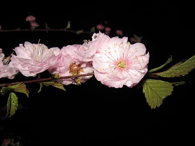 cherry blossom, cherry blossom branch, flowering twig, rain, dew, drop of water, wet