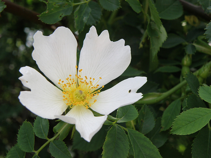 bunga, pinggul, putih, anjing rose