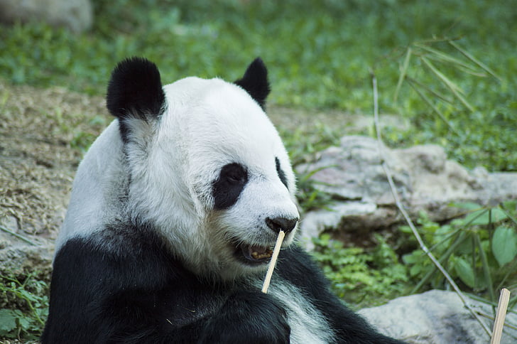 Panda, Cub, fauna selvatica, Zoo di, carina, Cina, mammifero