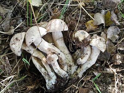 houby, Příroda, podzim