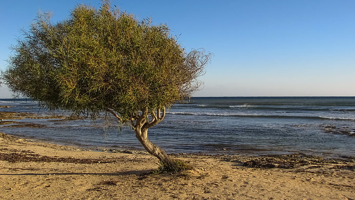 árvore, praia, mar, natureza, cenário, Enseada, Ayia thekla