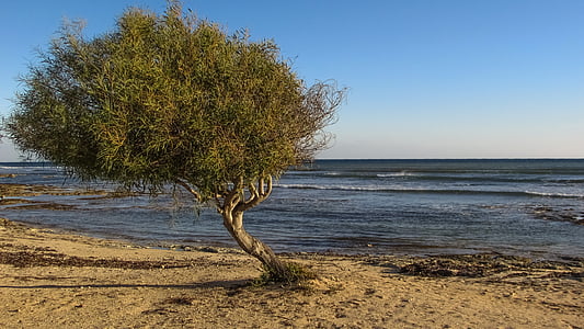 дерево, пляж, море, Природа, пейзажі, Cove, Айя-thekla