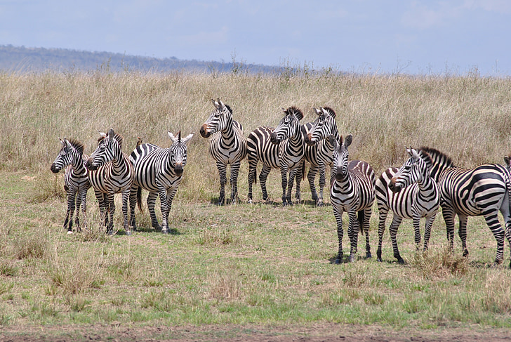 africa, tanzania, national park, safari, serengeti, zebra, flock