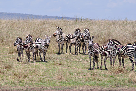 Afrika, Tanzánia, Národný park, Safari, Národný park Serengeti, Zebra, Flock