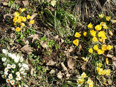 crocus, flower, blossom, bloom, spring, bühen, yellow