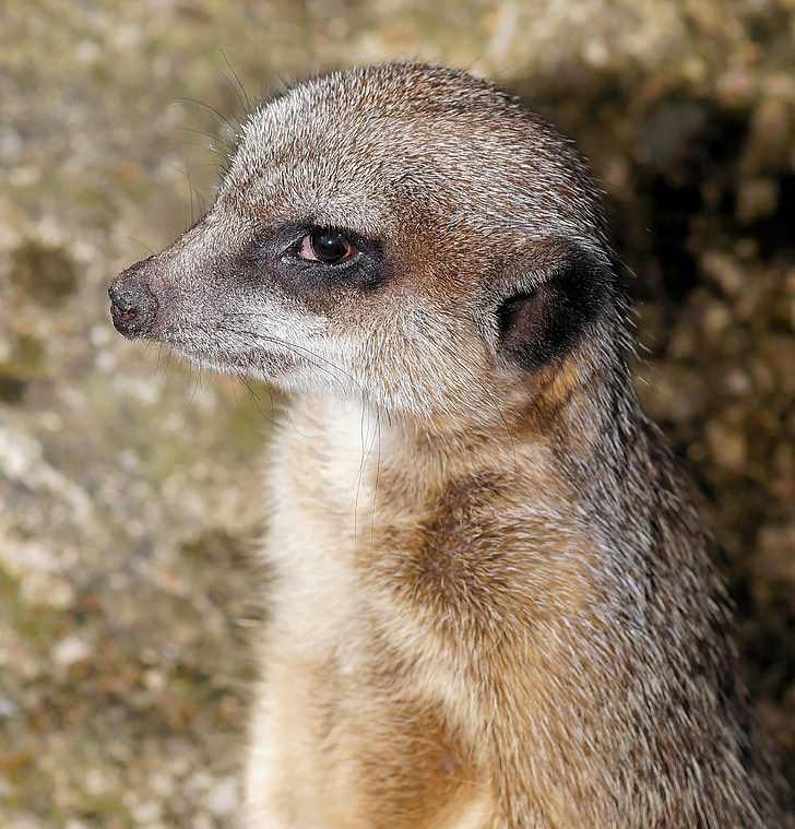 meerkat, portrait, sweet, close, head, cute, attention