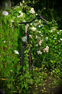 scrub, overgrown, bike, flowering shrub, flowering hedge, green, ingrowing
