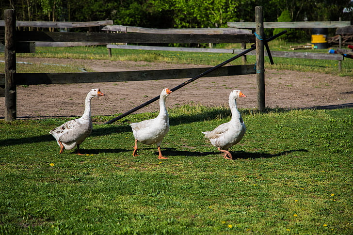 goose, white, market, three, group, grass