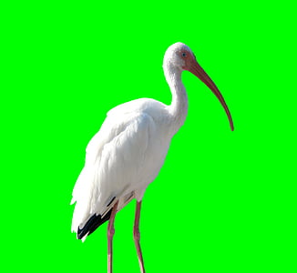 Crane, burung, hewan, alam, satwa liar, putih, liar