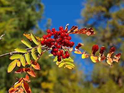 tanaman, Berry, Swiss alps, pohon Rowan, cabang, musim gugur