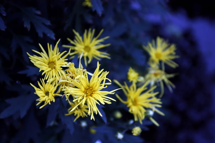 crisantem, groc, amuntegament, fons, blau, impressió, flors i plantes