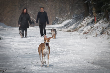 animals, cold, couple, dogs, outdoors, pets, snow