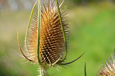 thistle, dry, head, wild thistle, faded, brown, drought
