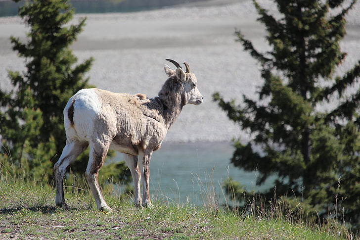 chèvre, chèvre des montagnes Rocheuses, canadien, montagne, rocheux, animal, nature