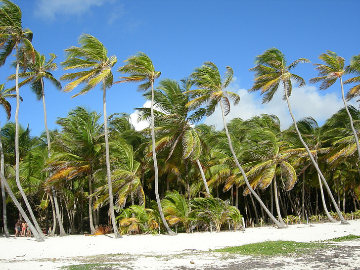 Martinique, Palms, vind, stranden, havet, sommar, Holiday