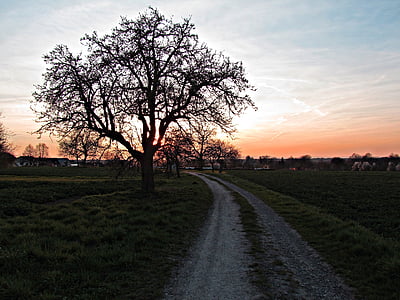 albero, ovest, Lane, paesaggio, tramonto, crepuscolo