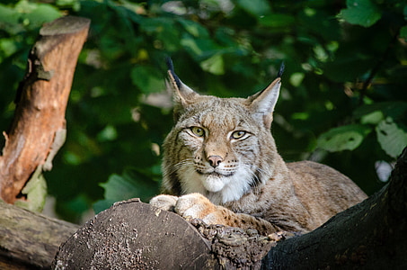 Lynx, Bobcat, voľne žijúcich živočíchov, Predator, Príroda, vonku, divoké