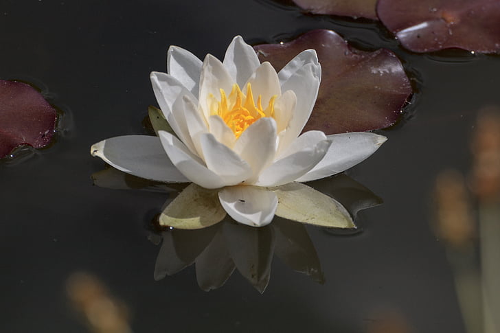 water lily, aquatic plant, water, flower