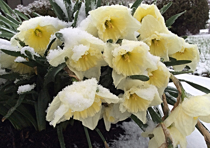 daffodils, snow, early spring, spring, winter, gardening, winter garden