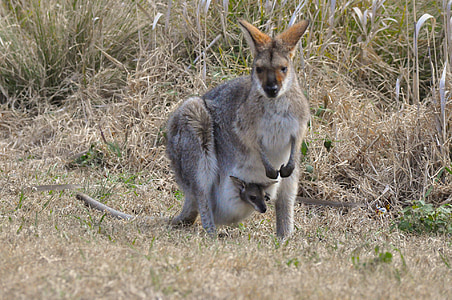 Kanguru, walabi, kantong, Joey, satwa liar, alam, hewan berkantong