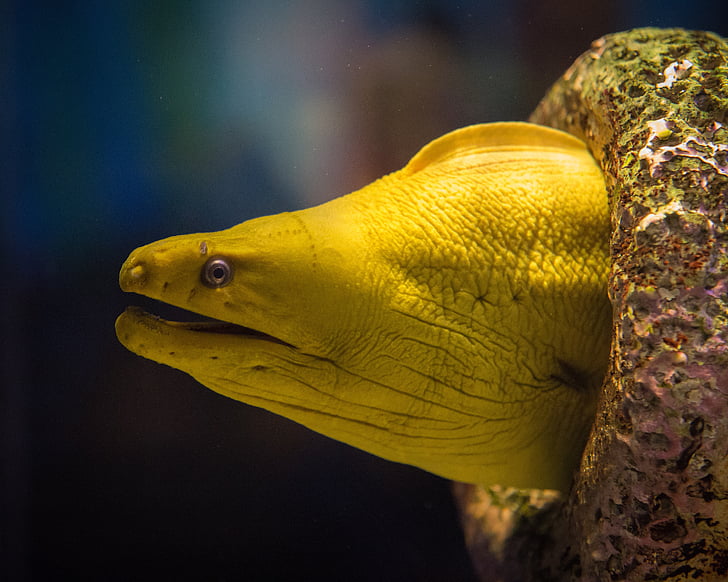 yellow, eel, aquarium, fish, live, moray, animal
