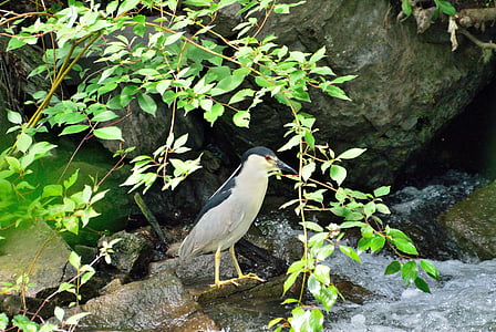 Black-crowned night-heron, wading chim, động vật hoang dã, cuộc sống nước