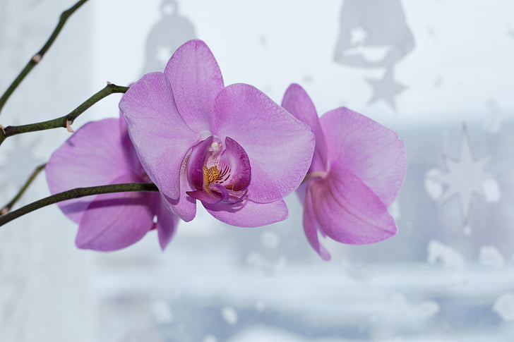 orhideja, prekrasan cvijet, flore, cvatu, cvijet, latica, krhkost