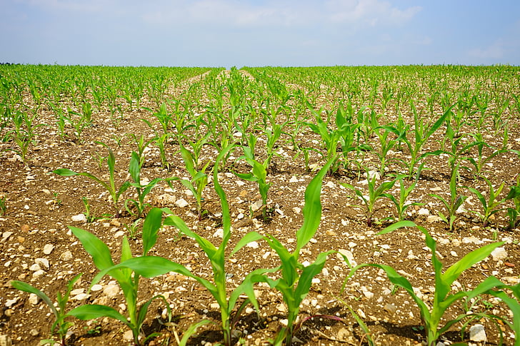 kukuričnom poli, kukurica, pole, na ornej pôde, mladé rastliny, Frisch, poľnohospodárstvo