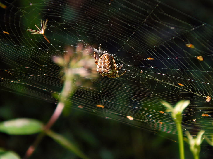 Spider, Web, Crusader, makro, Záhrada