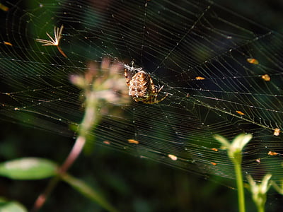 蜘蛛, web, 十字, 宏观, 花园