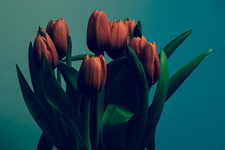 tulipany, kilka, Dekoracja, wiosna, kwiaty, kwiatowy, bukiet