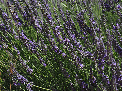 lavender, flowers, blue, lavender field, lavender blossom, lavender cultivation, agriculture