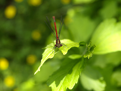 Dragonfly, punane, putukate, putukate lend, tiib, loodus, Adonis dragonfly