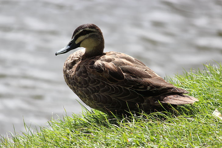duck, bird, lake, nature, feather, pond, grass