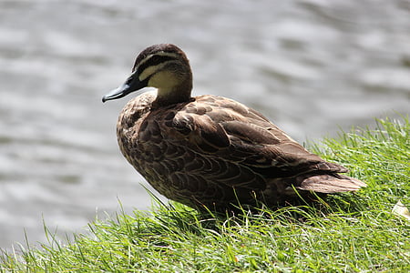 Duck, fuglen, Lake, natur, fjær, dammen, gresset