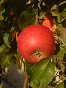 bordeaux, apple, red