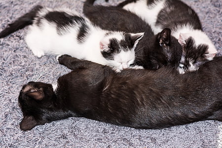 kucing bayi, kucing bayi, anak kucing, kucing muda, kucing, Adidas, meringkuk