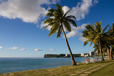palm trees, ocean, tourists, tan, sun, coast, seascape
