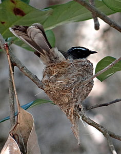 white-throated fantail flycatcher, nest, incubating, rhipidura albicollis, insectivorous, passerine, dharwad