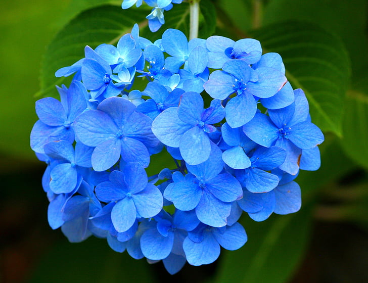 zils hortenzija, Hortensia, puķe, rozā, dārza, Flora, ziedu