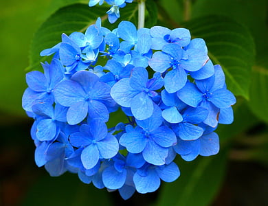 Blaue Hortensie, Hortensia, Blume, Rosa, Garten, Flora, Floral