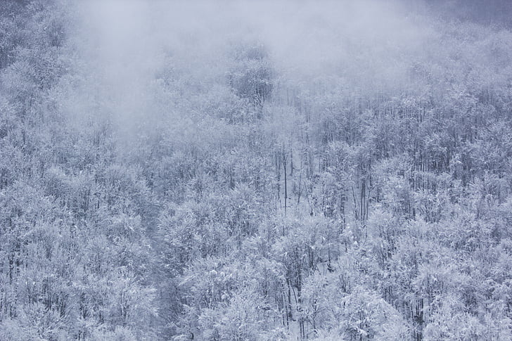 kalla, dimma, skogen, naturen, snö, träd, vinter