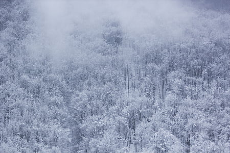 dingin, kabut, hutan, alam, salju, pohon, musim dingin