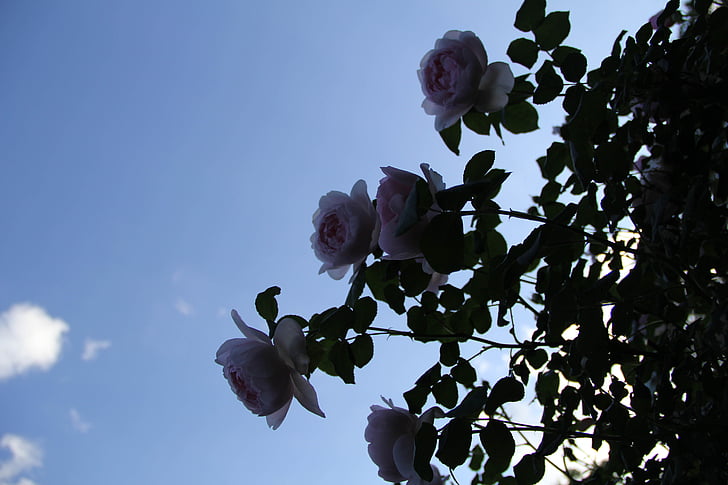 Rose, bianco, fiori, cielo, nuvole, blu, Blossom