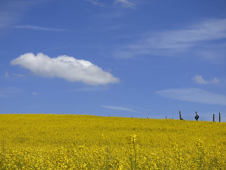 colza, campo de colza, amarelo, azul, nuvem, natureza, Primavera