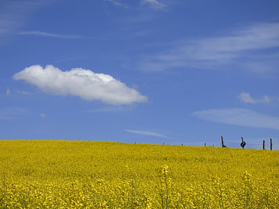 rapeseed, rapeseed field, yellow, blue, cloud, nature, spring