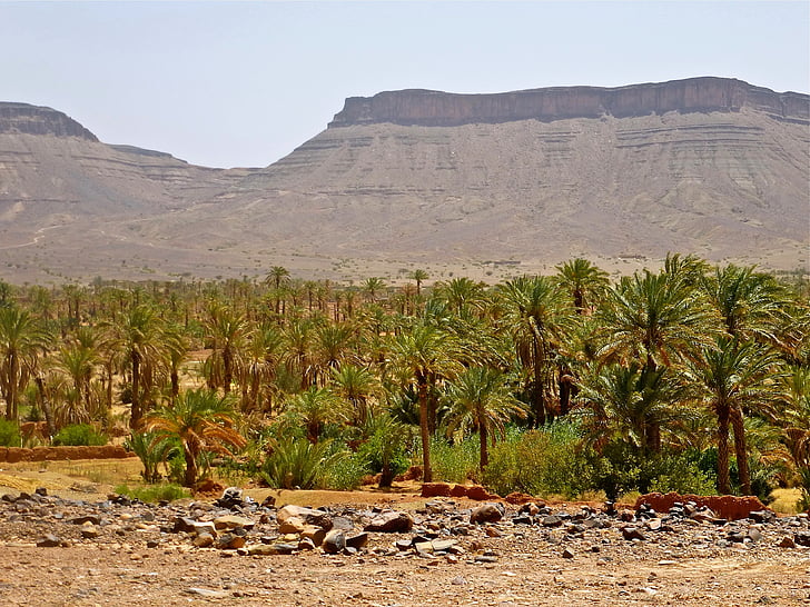 Palm grove, Marocko, landskap, Afrika, marroc, naturen